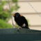 Red-winged Blackbird with feet deformity