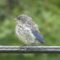 Eastern Bluebird fledgling