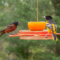 Two male Orioles