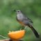 Gray Catbird enjoying an Orange
