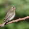 Purple Finch Immature