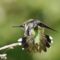 Ruby-throated Hummingbird Immature
