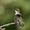 Ruby-throated Hummingbird Immature