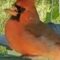 Cardinal with missing beak