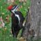 Pileated Laying Low