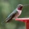 Broad-tailed Hummingbirds – adult male; immature male; immature/female