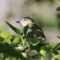 Remarkable Red-eyed Vireo