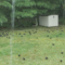 Blackbird flock in my yard