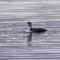 Two Common Loons