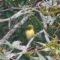 Pine Warbler preening