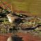 American Tree Sparrow Enjoying Our Lake