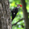 A male Pileated Woodpecker