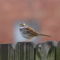 Migration Magic: White-throated Sparrow