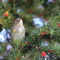 Migration Magic: Yellow-rumped Warbler