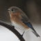 Bluebird waiting for mealworms