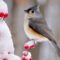 Tufted Titmouse In The Birch Tree