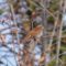 Fox sparrow near feeders