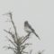 Blue Jay on Coniferous Tree