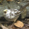 White-throated Sparrow (Zonotrichia albicollis) leucistic partial albino