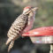 Ladder-backed Woodpecker, male