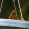 Northern Cardinal, female, with growth above bill
