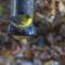 Pine Warbler at sunflower seed feeder