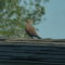 Mourning Dove On The Roof