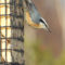 Project FeederWatch – Red-breasted Nuthatch