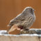 House Finch with foot tumor