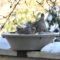 Mourning Doves in the bird bath.