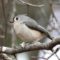 Tufted Titmouse savoring his nut