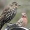The Odd Couple-Female Red-winged Blackbird & male House Finch
