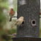 House Finch with Lump Behind Eye