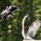 Common Grackle vs. Red-bellied Woodpecker