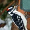Male hairy woodpecker