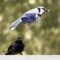 Blue Jay and Common Grackle