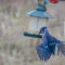 Blue Jay on feeder