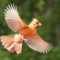 Male Cardinal in flight