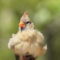 Fluffy female Cardinal