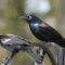 Red wing Blackbird & Common Grackle