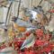 Robins and Cedar Waxwings enjoying a feast of Pyracantha berries