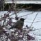 American robin in winter