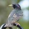 European Starling looking Beautiful in his summer plumage