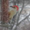 Male red-bellied woodpecker in snowstorm