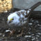 White-throated sparrow – leucistic (partial albino)