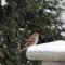 Snowy Sparrow Breakfast Morning