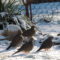 Breakfast with the Mourning Doves