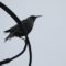 European Starling Bill Deformity