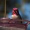 Anna;s Hummingbird
