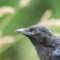 Inquisitive Crow
